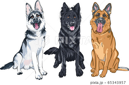 Vector Set Of Shepherd Dogsのイラスト素材