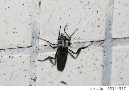 ハグロケバエ ハグロケバエ 65344577