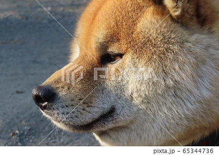 柴犬 柴犬 65344736