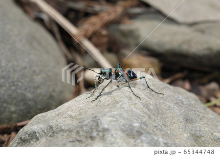 ハンミョウ 65344748