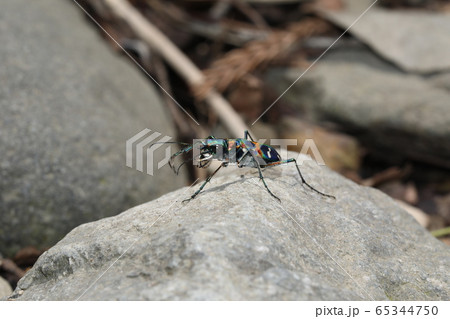 ハンミョウ ハンミョウ 65344750