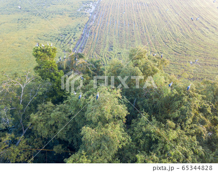 Aerial view Asian openbill bird 65344828