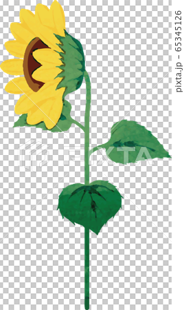 Sunflower summer flower watercolor analog touch Sunflower summer flower watercolor analog touch 65345126