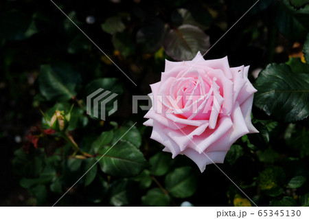 ダークの背景に色づくピンク色の薔薇の写真素材
