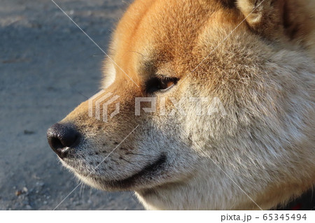 柴犬 柴犬 65345494