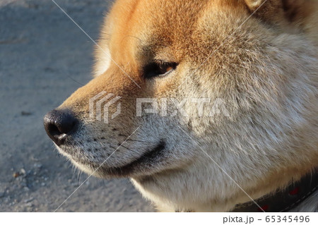 柴犬 65345496