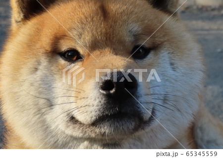 柴犬 柴犬 65345559