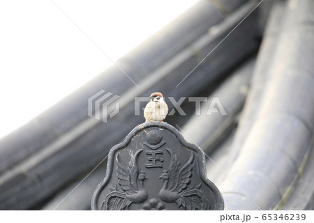 タイル 治まる 翼 65346239