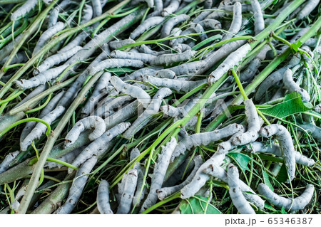 silkworm eating leaf mulberry silkworm eating leaf mulberry 65346387