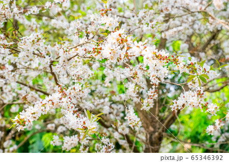 Guttiferae flower blossom Guttiferae flower blossom 65346392
