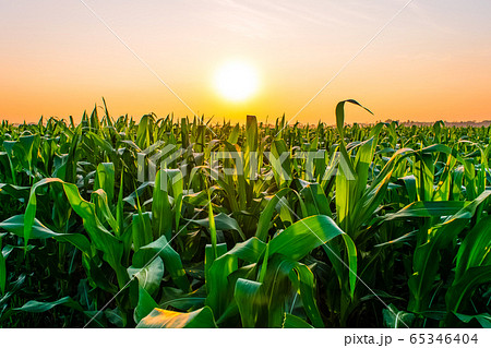 sunrise over the corn fieldの写真素材 [65346404] - PIXTA