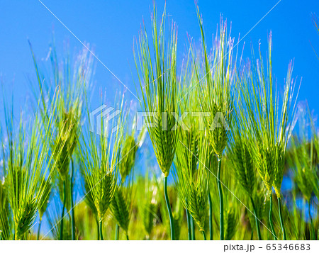 六条大麦 65346683