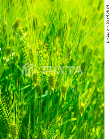 六条大麦 65346684