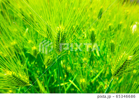 六条大麦 六条大麦 65346686