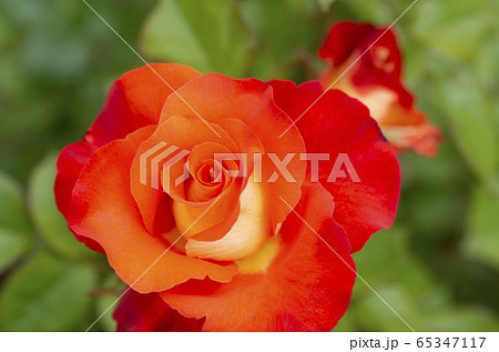 レオニダス 65347117