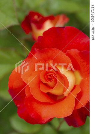 レオニダス 65347118