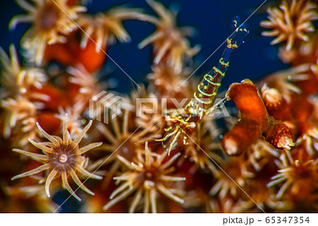 ブラックコーラルシュリンプ 65347354