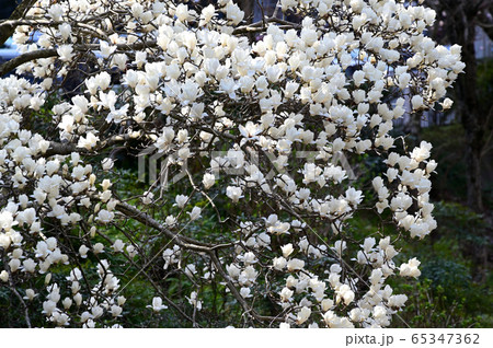 こぶしの花 65347362