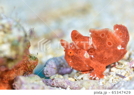 カエルアンコウ カエルアンコウ 65347429