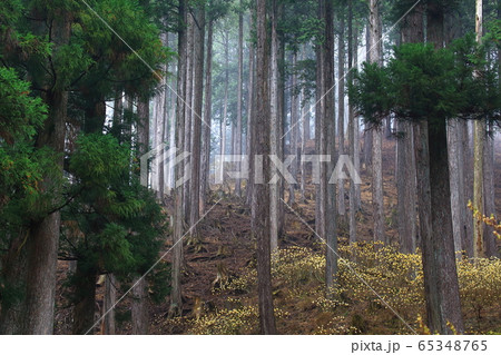 ミツマタの花 ミツマタの花 65348765