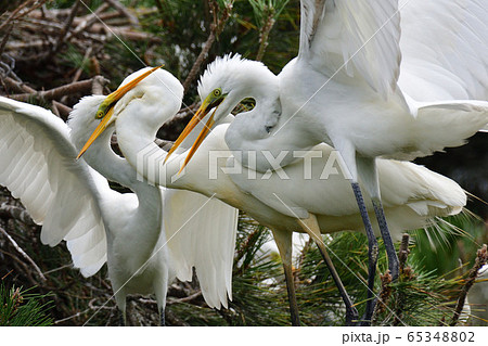 白鷺 白鷺 65348802