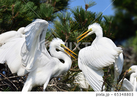 白鷺 65348803