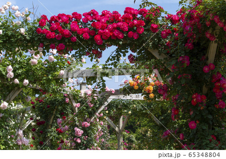 河津バガテル公園 65348804