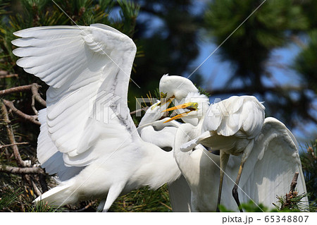 白鷺 65348807