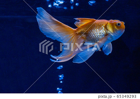 金魚の写真素材
