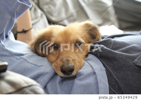 甘える犬 ミニチュアダックス の写真素材