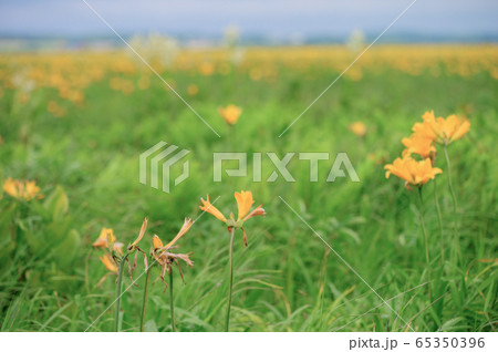 サロベツ原野 65350396