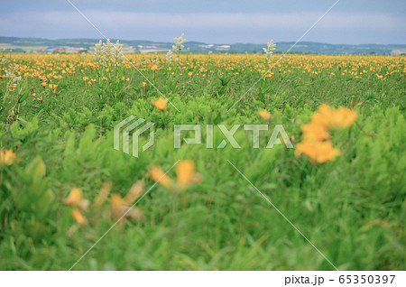 サロベツ原野 65350397