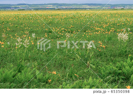 サロベツ原野 65350398