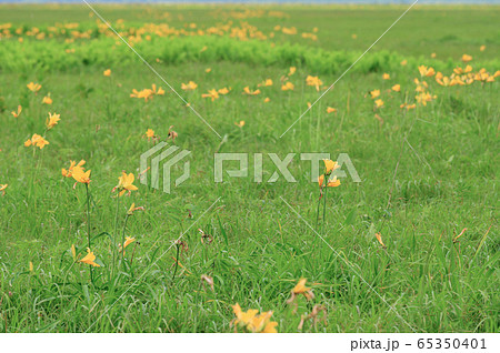 サロベツ原野 65350401