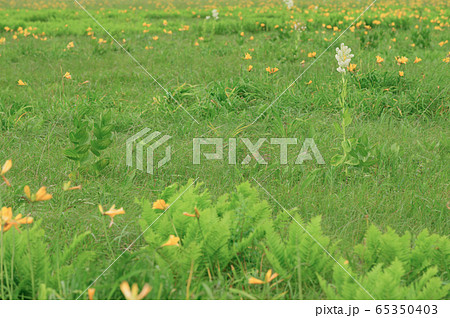 サロベツ原野 65350403