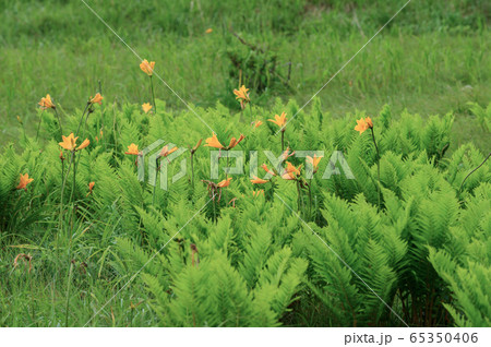 サロベツ原野 65350406