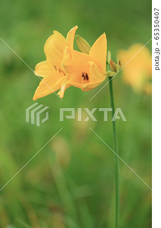 エゾカンゾウ 65350407