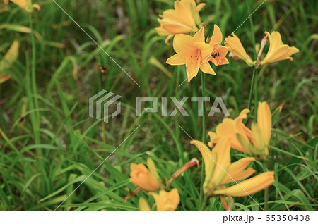 エゾカンゾウ 65350408