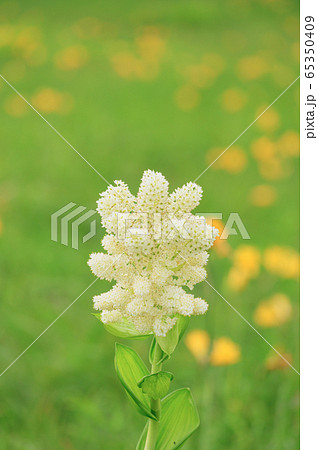 サロベツ原野 65350409