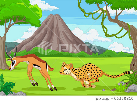 The cheetah is chasing an impala in an African savanna 65350810