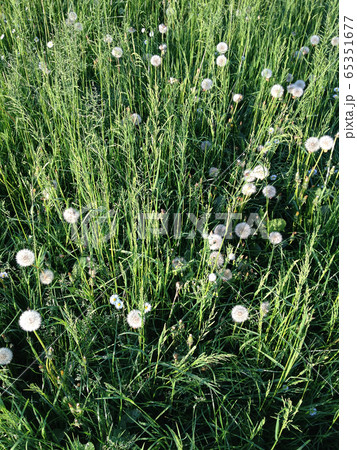 Herbs and small flowers in a meadow in Baggio, Milan, Italy Herbs and small flowers in a meadow in Baggio, Milan, Italy 65351677