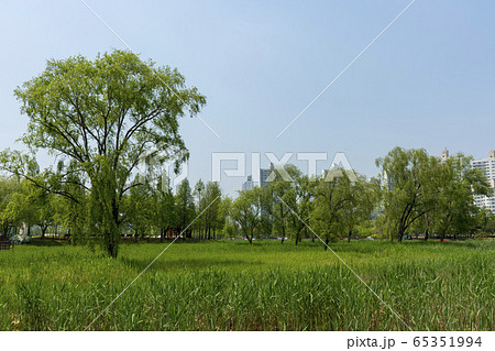 自然 風景 韓国 65351994