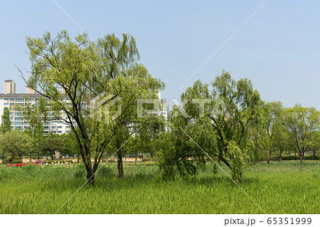 自然 風景 韓国 65351999