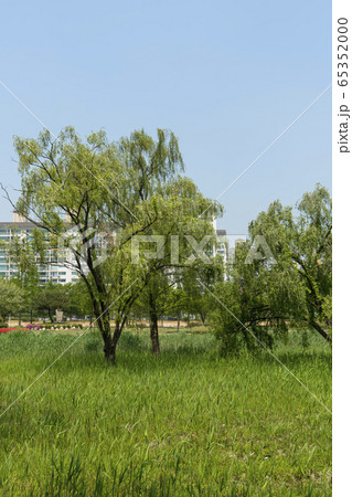 自然 風景 韓国 65352000