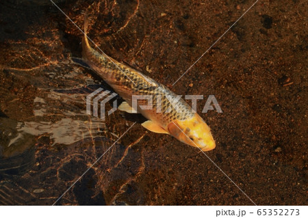 水路に錦鯉が泳ぐまち～倉吉市 65352273