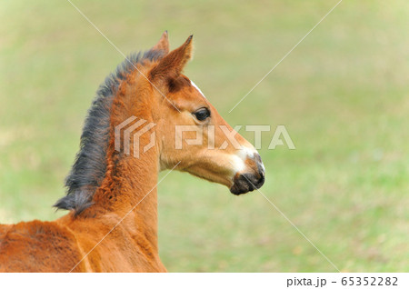 サラブレッド　子馬 65352282