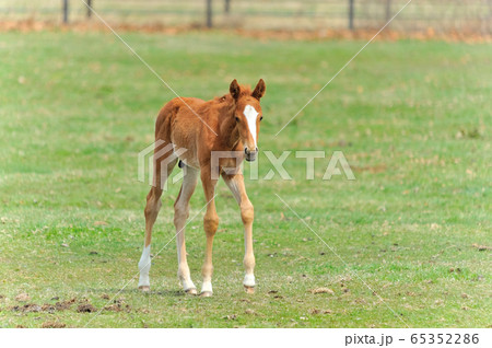 サラブレッド 子馬 サラブレッド 子馬 65352286