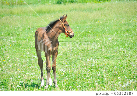 サラブレッド　子馬 65352287