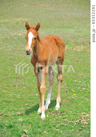 サラブレッド　子馬 65352291