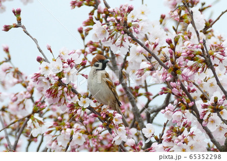 スズメと桜 スズメと桜 65352298